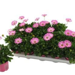 Osteospermum 'Cape Daisy Softly Pink' / P10.5 Tähtisilmä