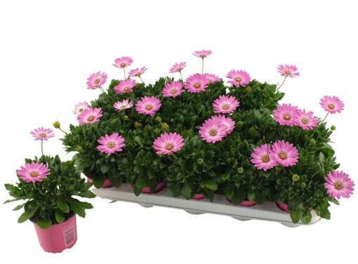 Osteospermum 'Cape Daisy Softly Pink' / P10.5 Tähtisilmä