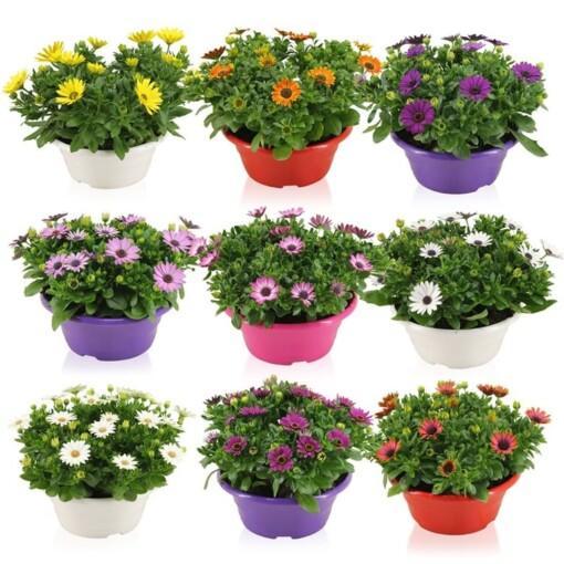 Osteospermum 'Margarita' mix P23 kulho Tähtisilmä