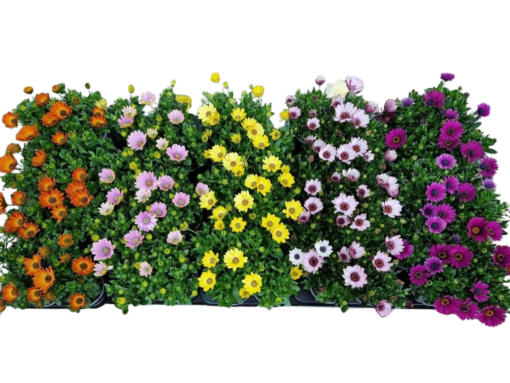 Osteospermum 'Señoritas'® mix / P10.5 Tähtisilmä