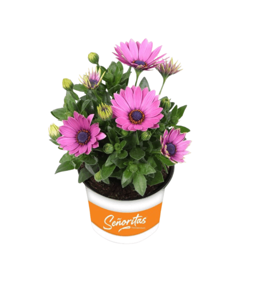 Osteospermum 'Señorita®Davina / P10.5 Tähtisilmä