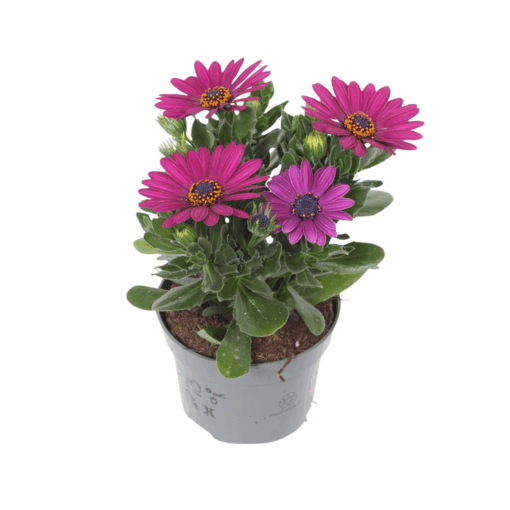 Osteospermum 'Señorita®Jutta / P10.5 Tähtisilmä