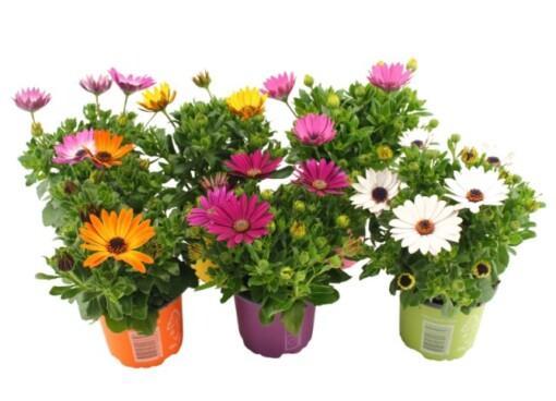 Osteospermum mix/ P10.5 Tähtisilmä