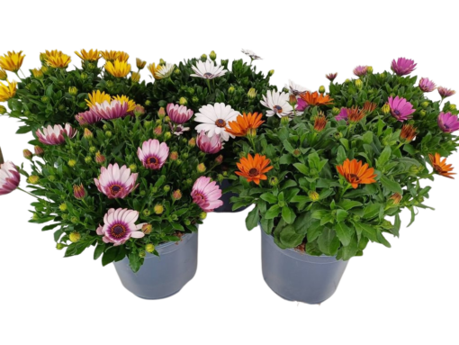 Osteospermum 'Margarita' mix P19 Tähtisilmä