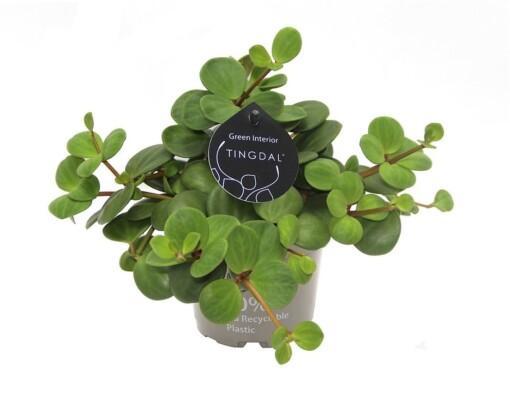 Peperomia 'Pecunii' P12