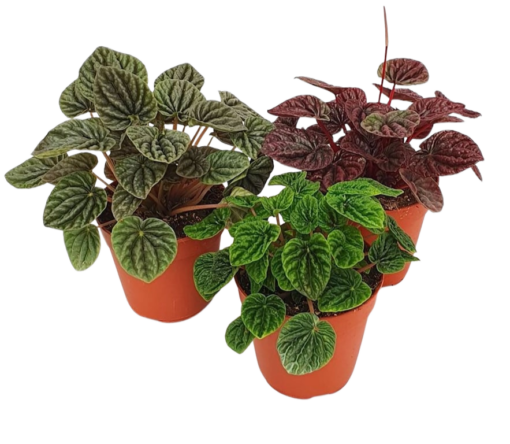 Peperomia caperata eri lajikkeita P12 uurremuori