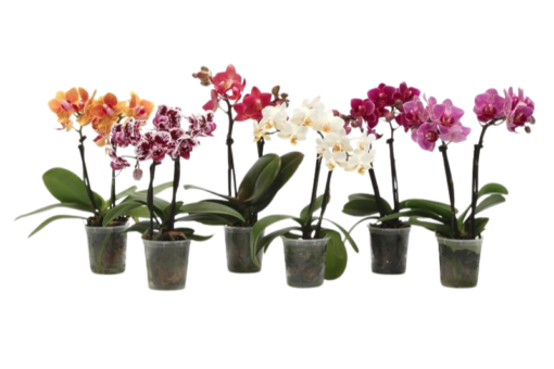 Phalaenopsis 'Tiny Dolls' P6 mix