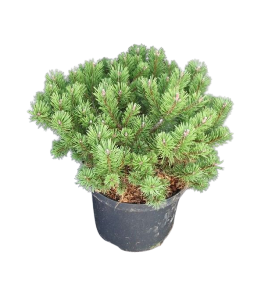 Pinus mugo 'Klosterkötter' 25-30 cm C5 kääpiövuorimänty