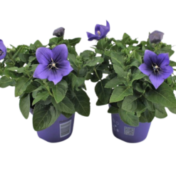 Platycodon grand. 'Astra Blue' P12 Jalokello