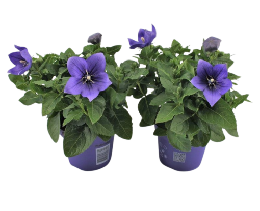 Platycodon grand. 'Astra Blue' P12 Jalokello