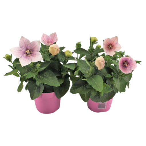 Platycodon grand. 'Astra Pink' P12 Jalokello