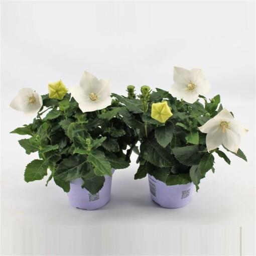 Platycodon grand. 'Astra White' P12 Jalokello
