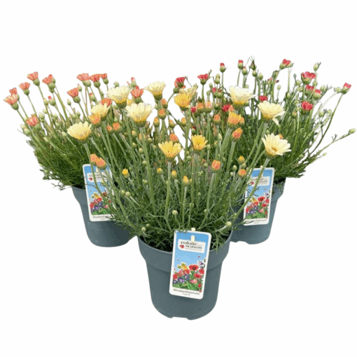 Rhodanthemum hos. 'Zagora' mix C1.5 ltr Marokonmarketta