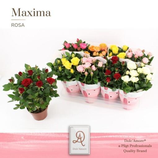 Rosa 'Amorosa' P14 punainen ruukkuruusu