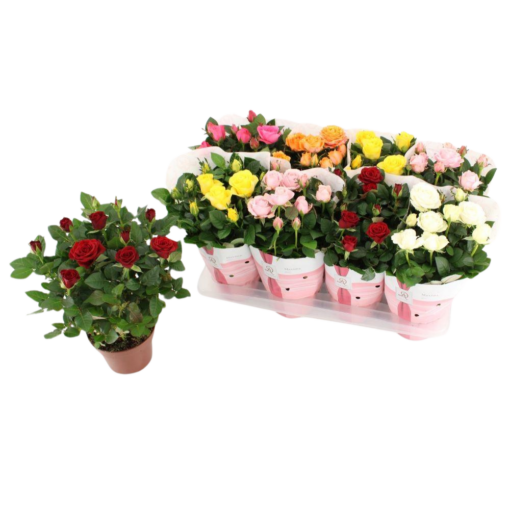 Rosa 'Amorosa' P14 punainen ruukkuruusu