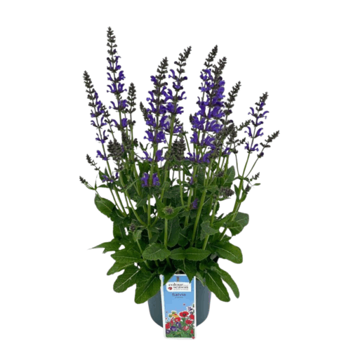 Salvia 'Midnight Model' C3 Lehtosalvia