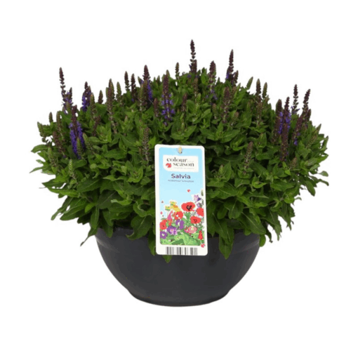 Salvia nem. 'Sensation Blue' P30 cm vati Lehtosalvia