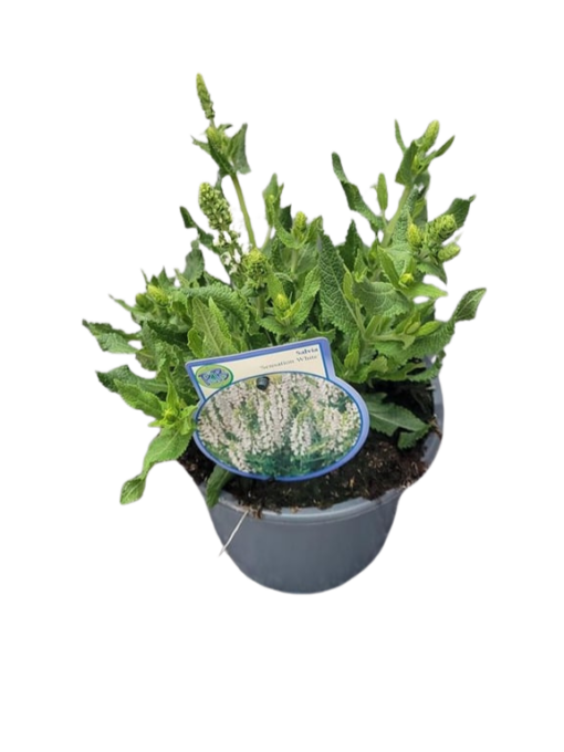 Salvia nemorosa 'Sensation White' C2 Lehtosalvia