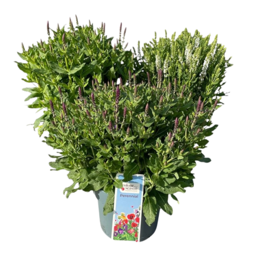 Salvia nemorosa mix C5 Lehtosalvia