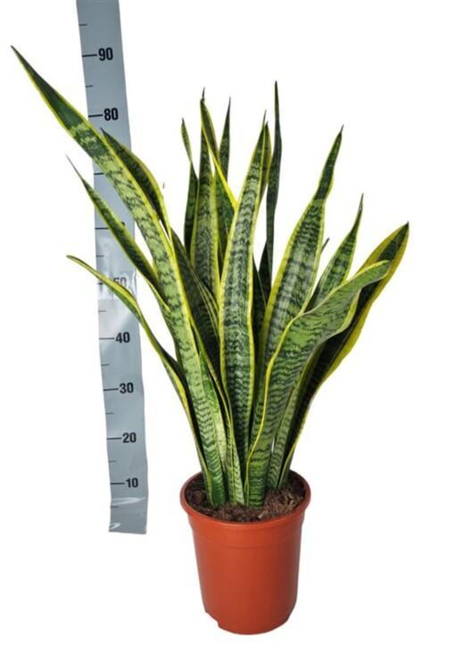 Sansevieria trif. 'Laurentii' P21 anopinkieli