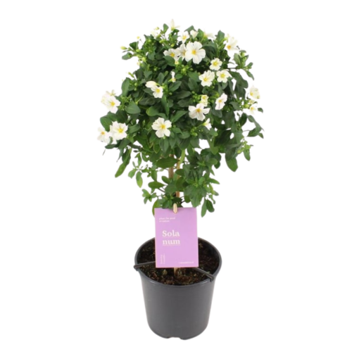 Solanum rantonnetii P19 rungolla valkoinen kesäkoiso