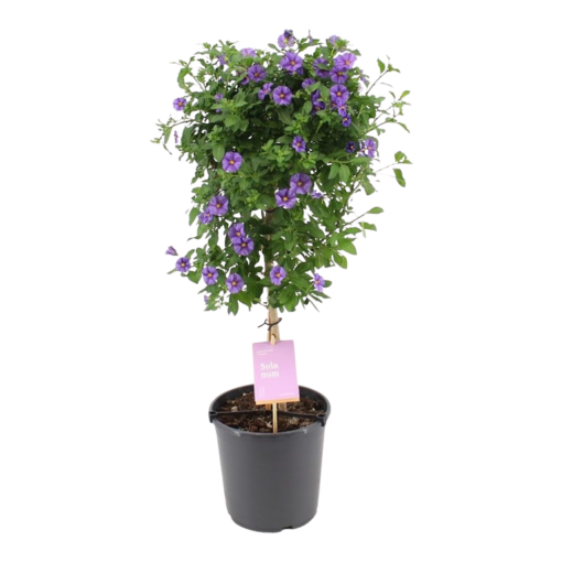 Solanum rantonnetii P19 rungolla sininen kesäkoiso