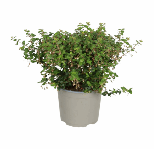 Ugni molinae 'Pretty Berry' P17 Chilen quave