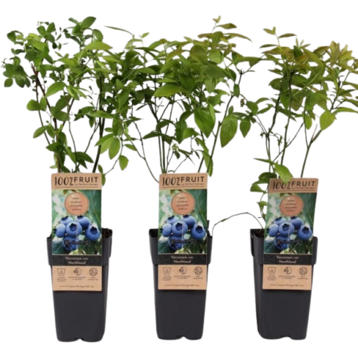 Vaccinium cor. 'Northland' 2 ltr pensasmustikka