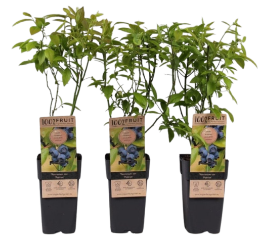 Vaccinium cor. 'Patriot' 2 ltr pensasmustikka