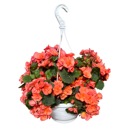 Ruusubegonia-amppeli eri värejä