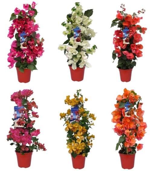 Bougainvillea eri värejä P19 Ihmeköynnös
