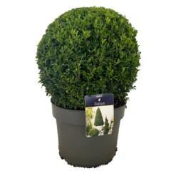 Buxus sempervirens 30-35 cm puksipuu