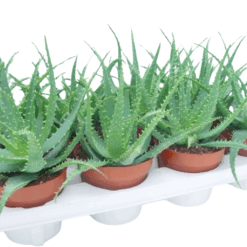 Aloe arborescens P12 Rohtoaaloe
