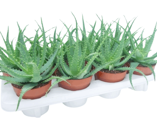 Aloe arborescens P12 Rohtoaaloe