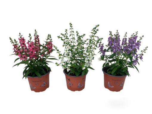 Angelonia P10.5 enkelinkukka eri värejä