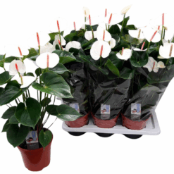 Anthurium and. 'Adios White' P17 flamingonkukka