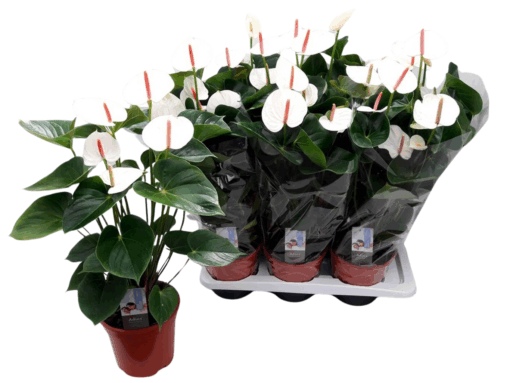 Anthurium and. 'Adios White' P17 flamingonkukka