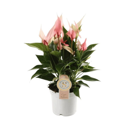 Anthurium and. 'Lilli' P12 flamingonkukka