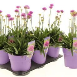 Armeria pseud. 'Ballerina Lilac' C1.5 Maljalaukkaneilikka