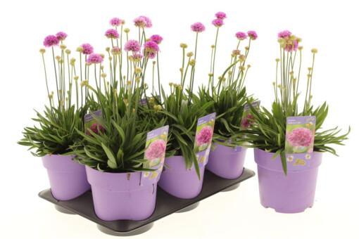 Armeria pseud. 'Ballerina Lilac' C1.5 Maljalaukkaneilikka