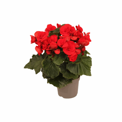 Ruusubegonia 'Baladin' punainen
