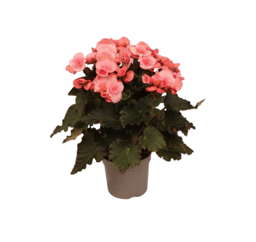 Ruusubegonia 'Joy' P13 hempeä vaaleanpunainen