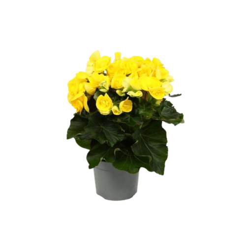 Ruusubegonia 'Rebecca' keltainen
