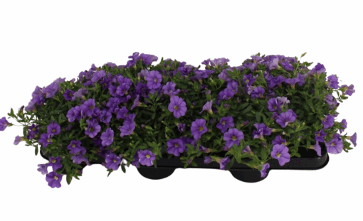 Calibrachoa 'Minifamous' P10.5 pikkupetunia sininen