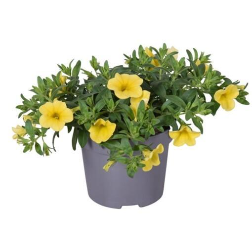 Calibrachoa P12 pikkupetunia keltainen