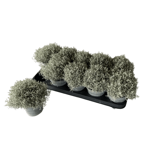 Calocephalus brownii P12 hopealanka