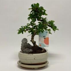 Bonsai Carmona retusa P16 keraaminen ruukku