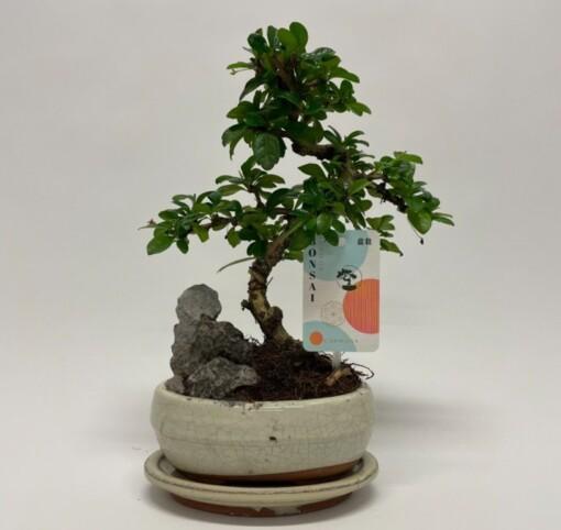 Bonsai Carmona retusa P16 keraaminen ruukku
