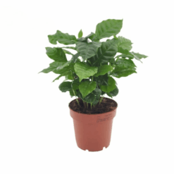 Coffea arabica P12 kahvipensas