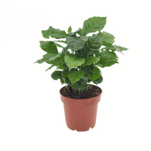 Coffea arabica P12 kahvipensas